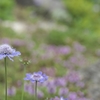 悲しみの花嫁