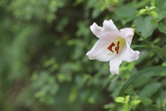 bamboo lily