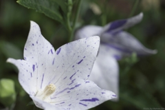 Balloon flower