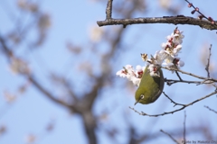 山田池公園でウメジロー