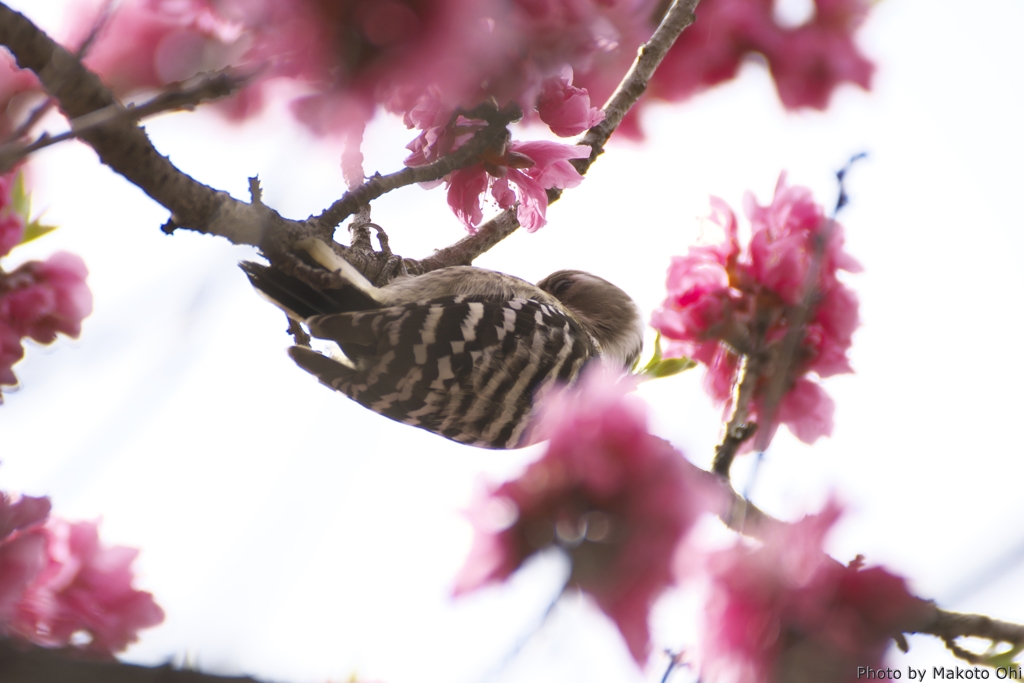 桜の中にコゲラ