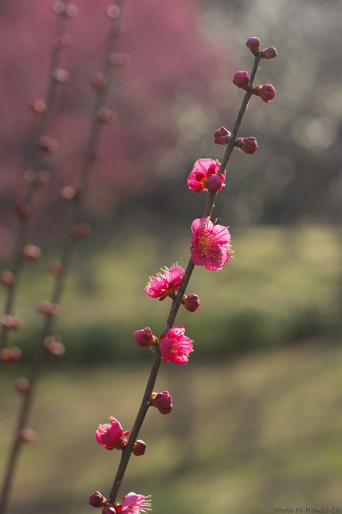 紅梅