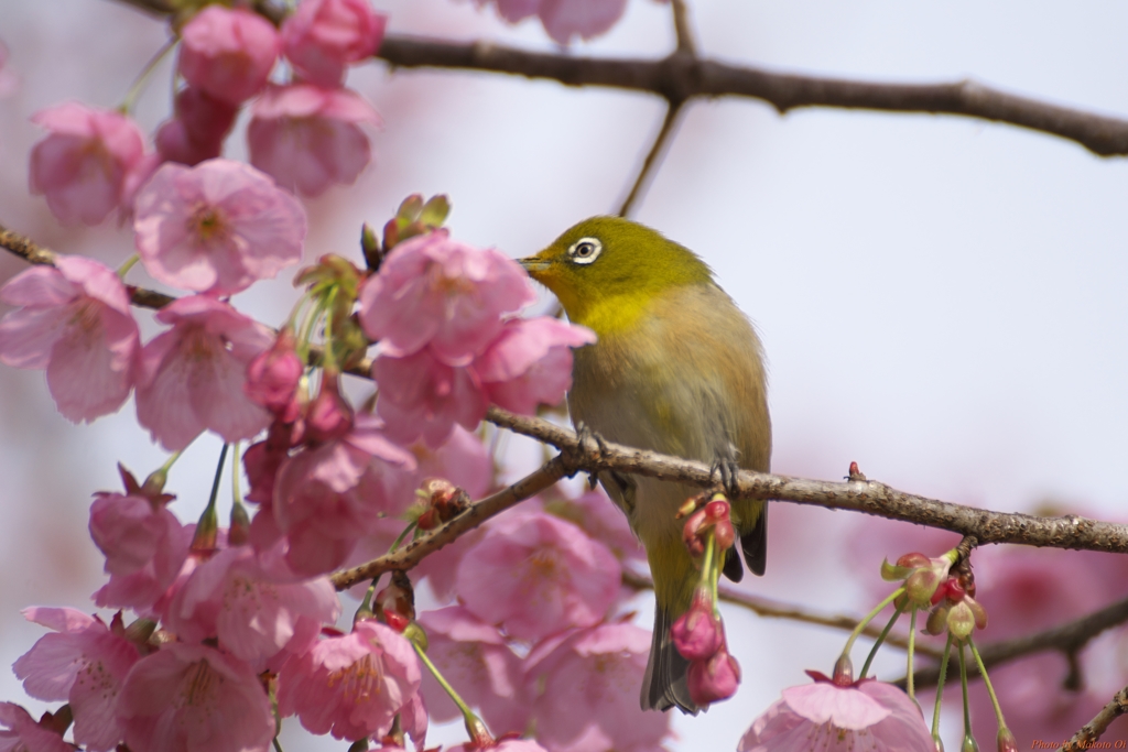 陽光桜にメジロさん