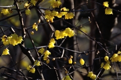 黄金の花