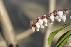 Lily of the valley