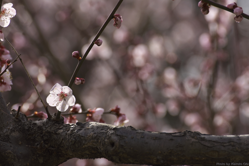梅の花