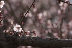 梅の花