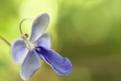 Blue butterfly flower