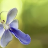 Blue butterfly flower