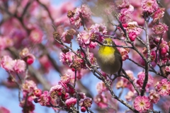 いっぱいの花に包まれて