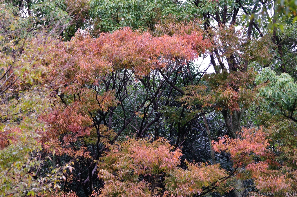 紅葉の兆し