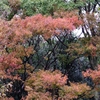 紅葉の兆し