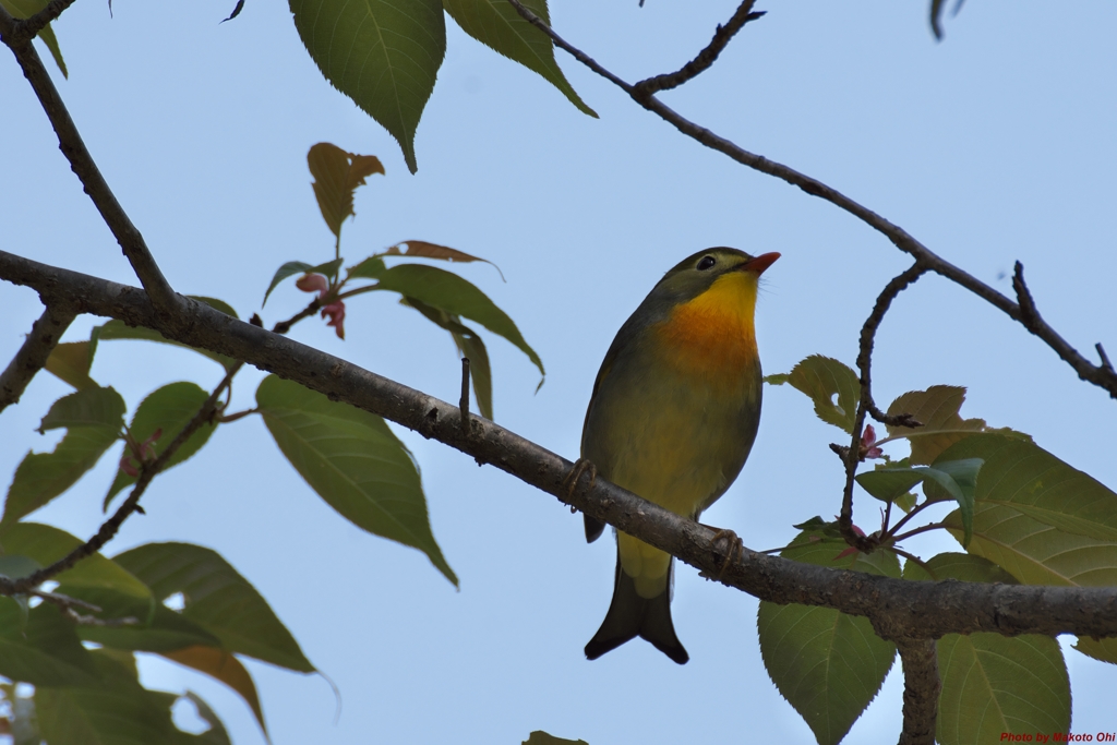 Japanese Hill Robin