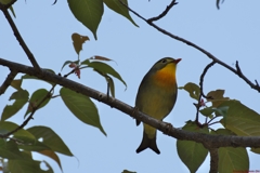 Japanese Hill Robin