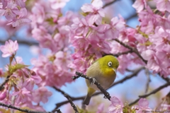桜を満喫♪