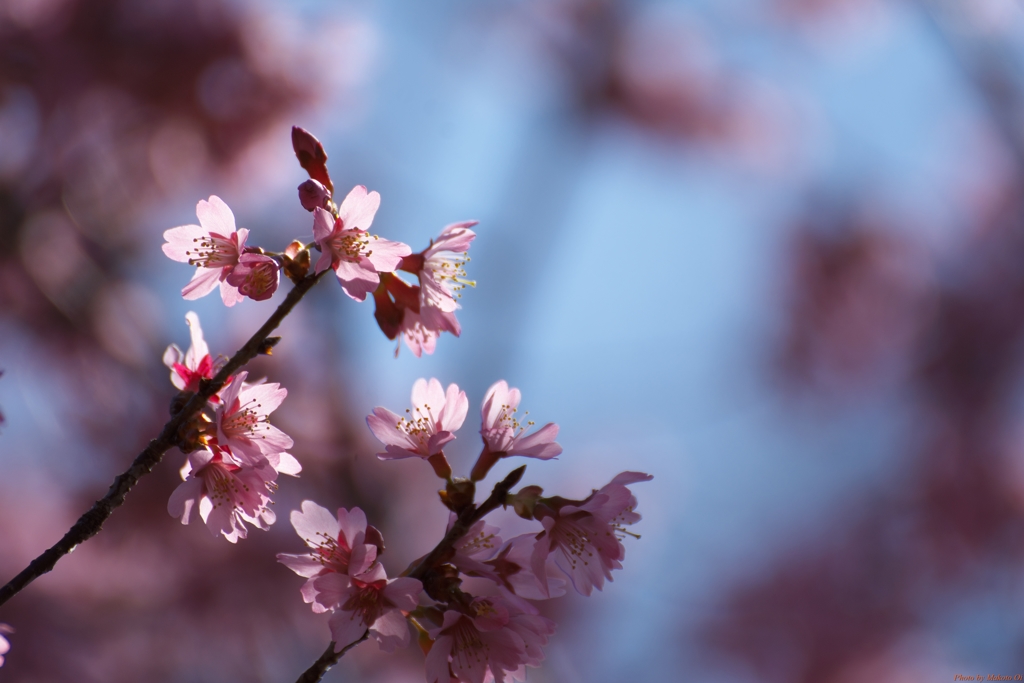 オカメ桜