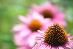 Echinacea purpurea