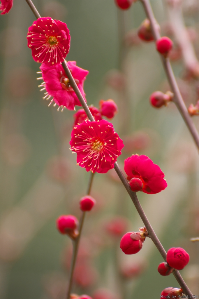 紅梅