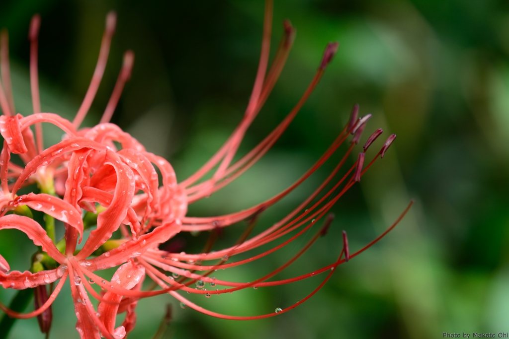 Red spider Lily