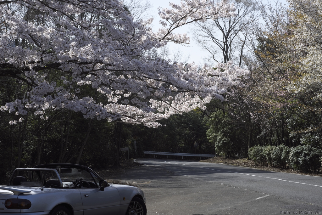 桜＆愛車　～奈良奥山ドライブウェイにて～