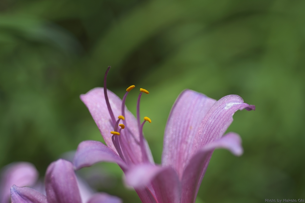 Resurrection lily