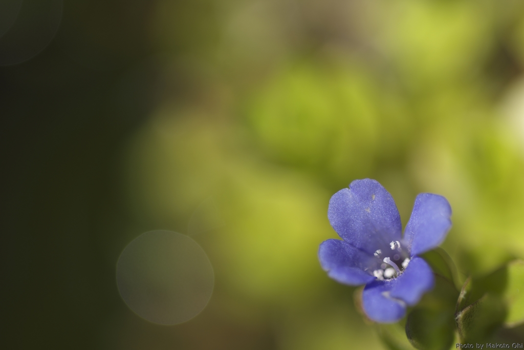 小さな花