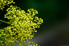 秋の花咲く