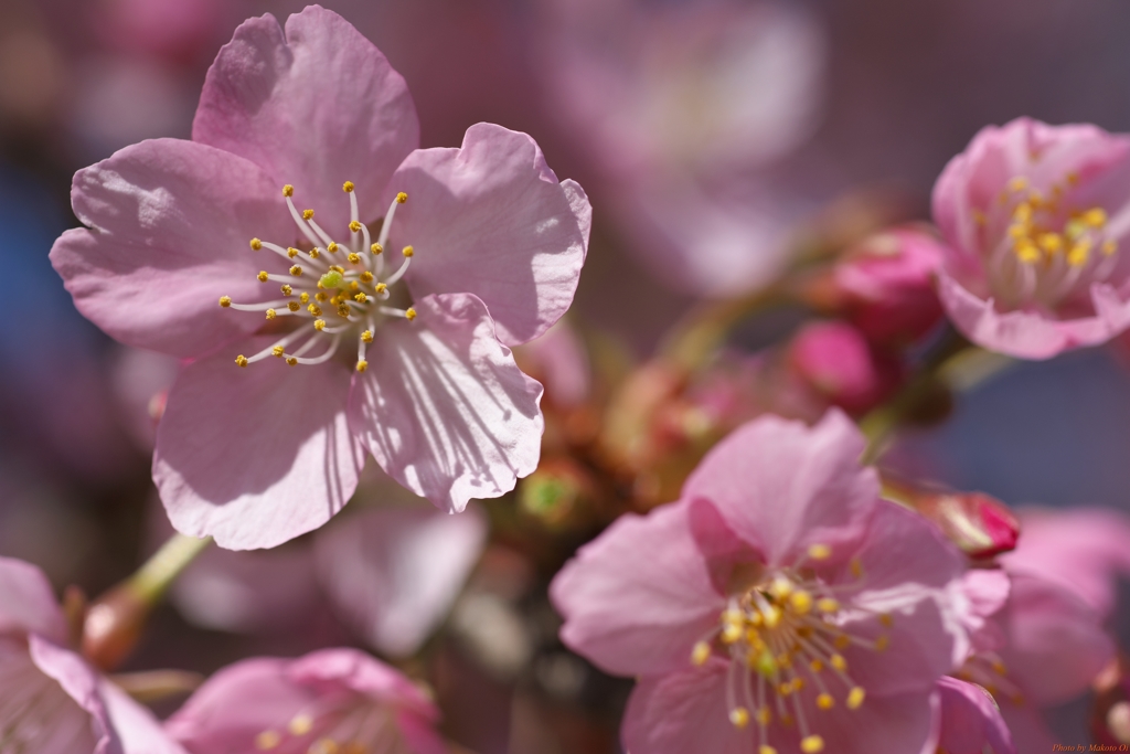 河津桜