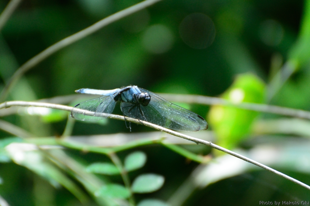 Orthetrum melania