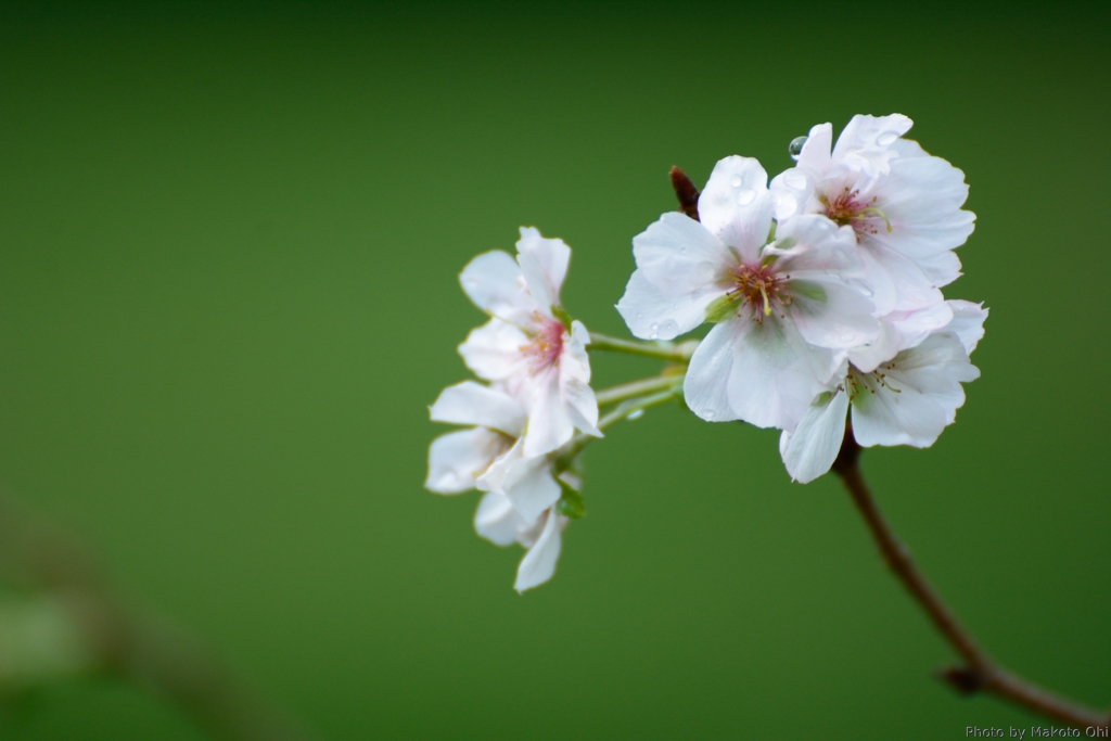 しっとりと十月桜