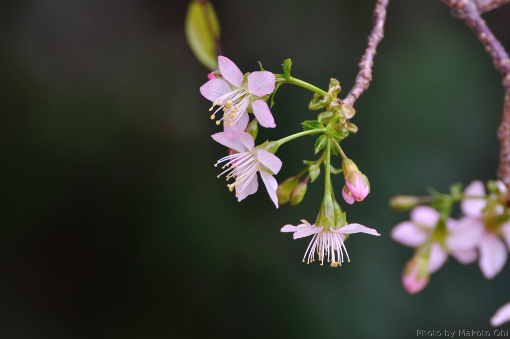 Wild Himalayan Cherry