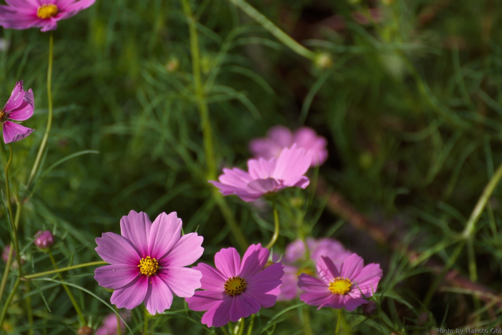 Pink Cosmos