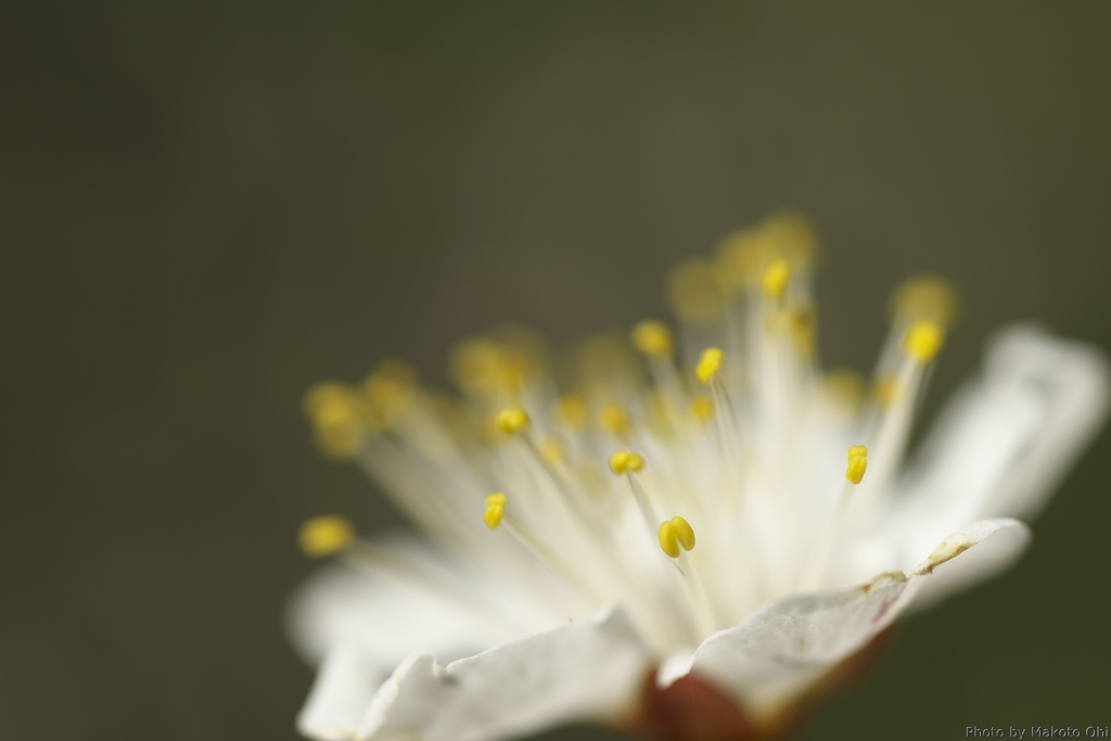 beauty and longevity（美と長寿）