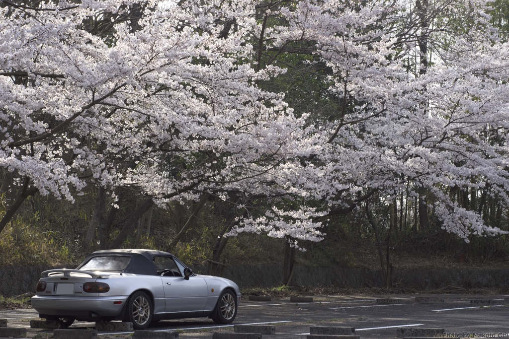 くろんど池の桜と愛車