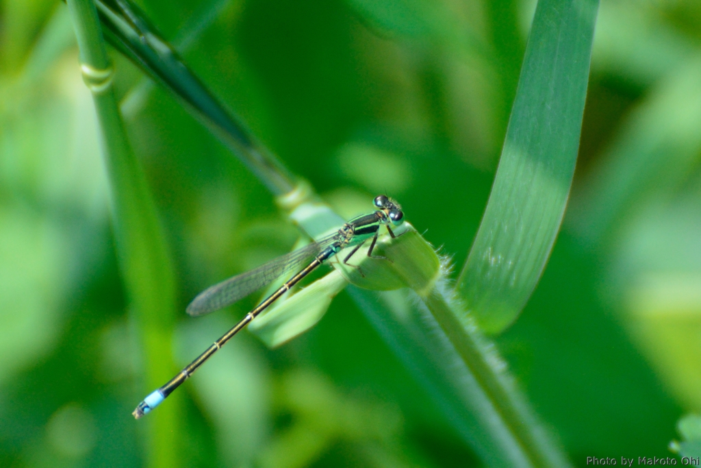 Ischnura senegalensis