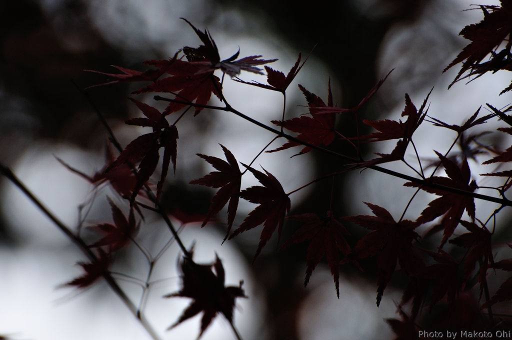 影紅葉