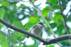 ヤマガラの幼鳥？