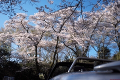 オープンカーと桜
