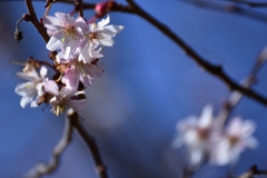 桜の咲く頃