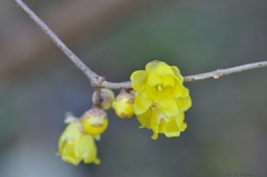 Wintersweet