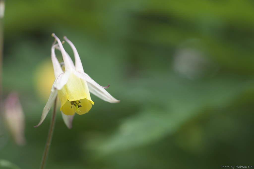 黄花の山苧環（キバナノヤマオダマキ）
