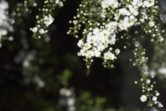 Baby’s breath spirea