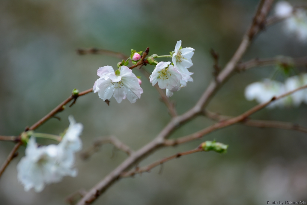 桜咲く