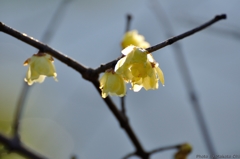 光の花