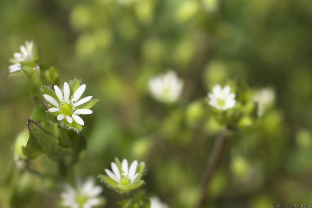 Chickweed（ヒヨコの草）