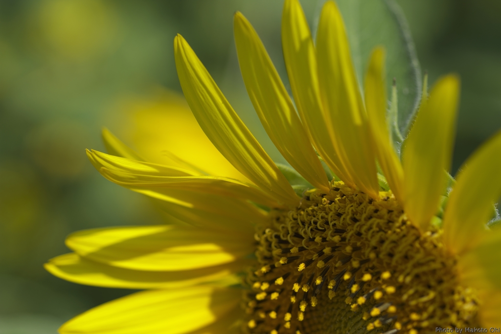 黄金の花