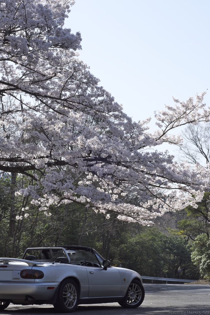 桜＆愛車　～奈良奥山ドライブウェイにて～