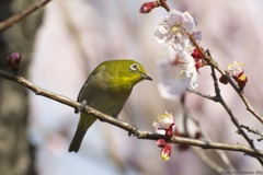 疑惑のメジロ