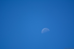 Morning Moon