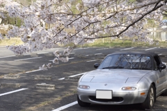 くろんど池の桜と愛車